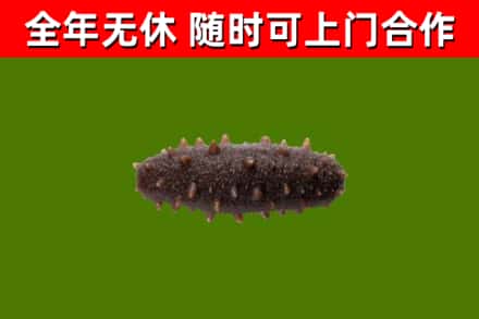 尚义县烟酒回收干海参.jpg